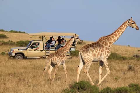 African Safari Packages Explore Wildlife Travel Routes